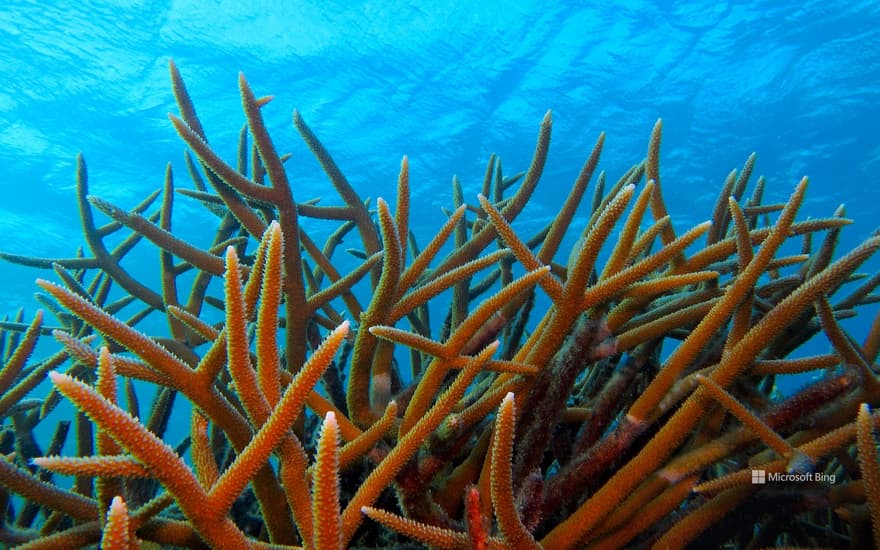 Staghorn coral off the island of Bonaire, Caribbean Netherlands