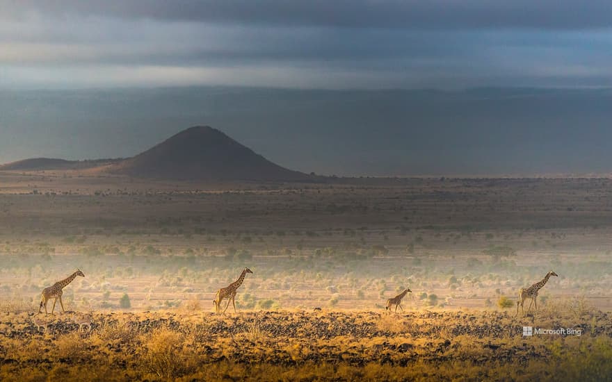 Maasai giraffes, Amboseli National Park, Kenya