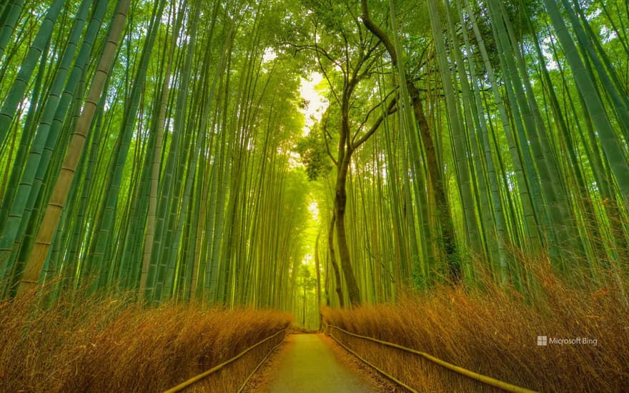 Footpath in the Arashiyama Bamboo Grove, Kyoto, Japan