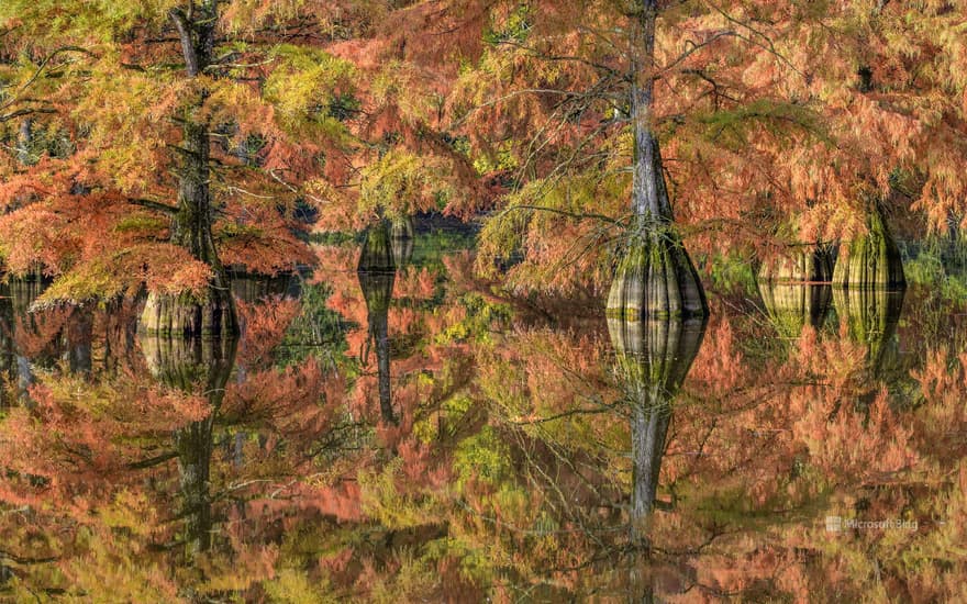 Bald cypresses in autumn colors in Isère