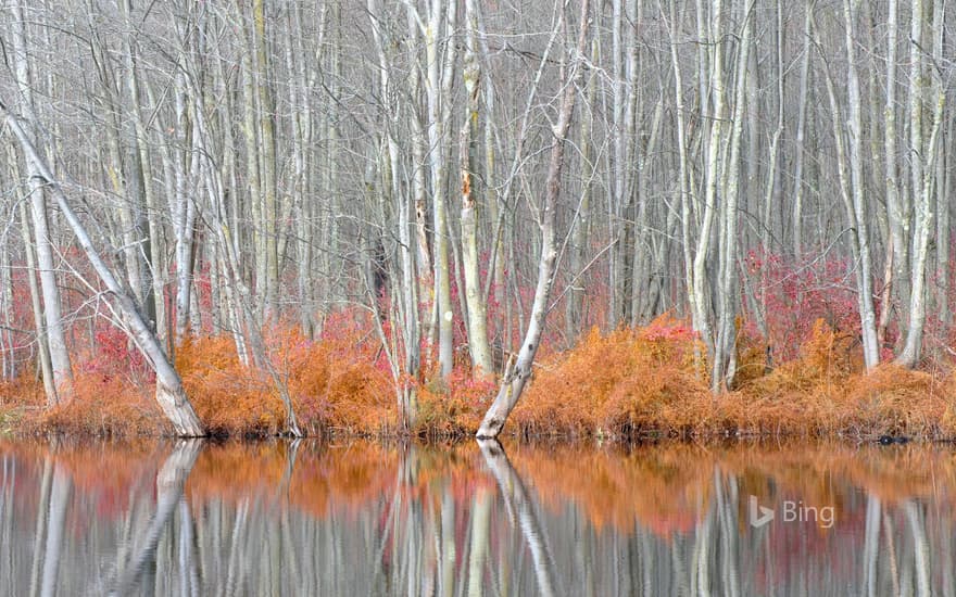 Bare trees and autumn ferns in Beaver Lake Nature Center, New York