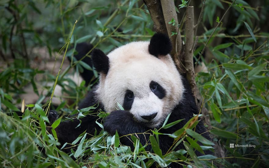 Giant panda eating bamboo, Chengdu, China