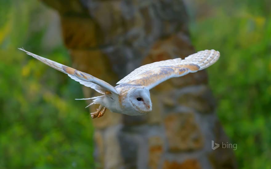 Barn owl