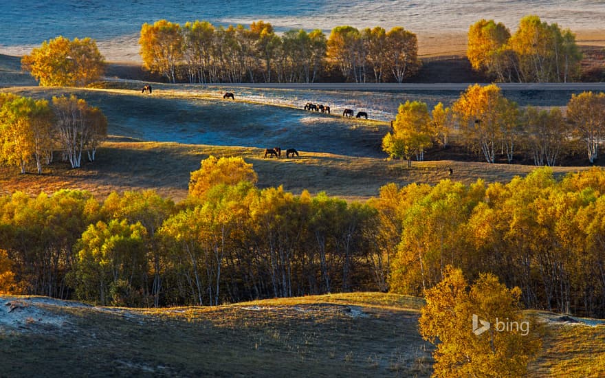 Birch trees on the Bashang Plateau, China