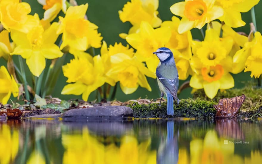 A blue tit amongst daffodils in Mid Wales, United Kingdom