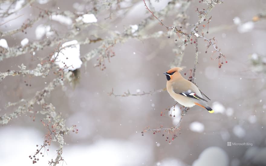 Bohemian waxwing