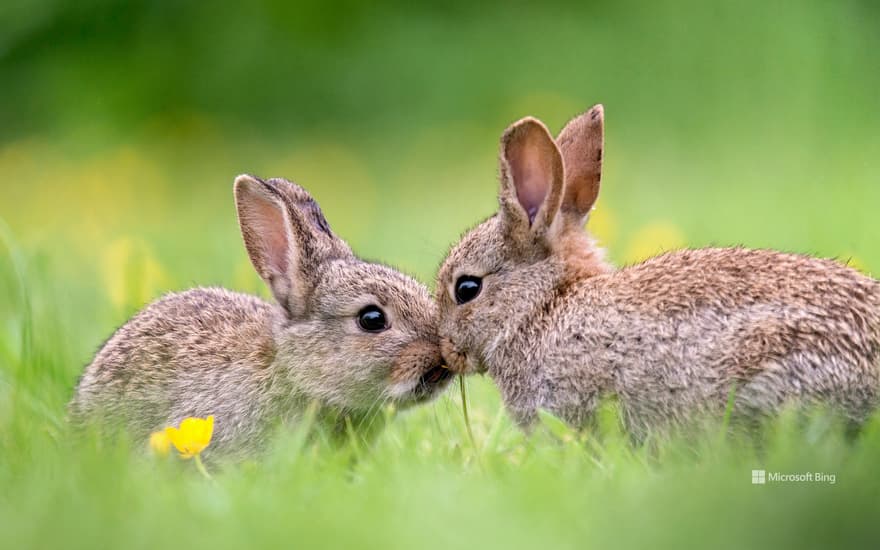 Wild baby rabbits in spring