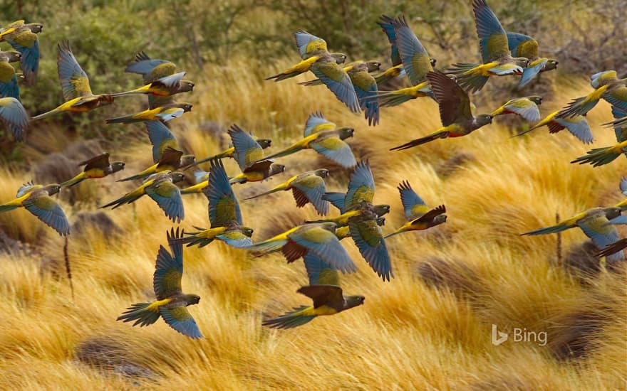 Burrowing parrots in Las Lajas, Argentina