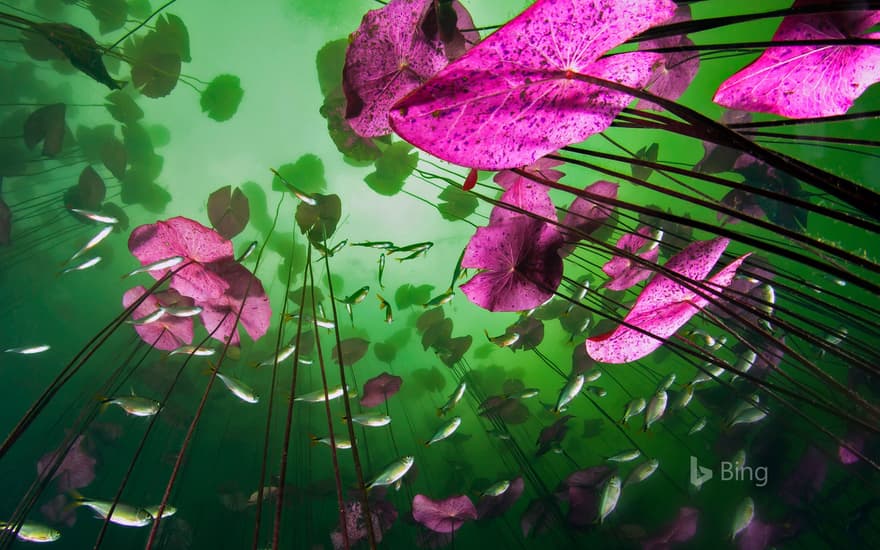 An underwater view of Aktun Ha cenote near Tulum, Quintana Roo, Mexico