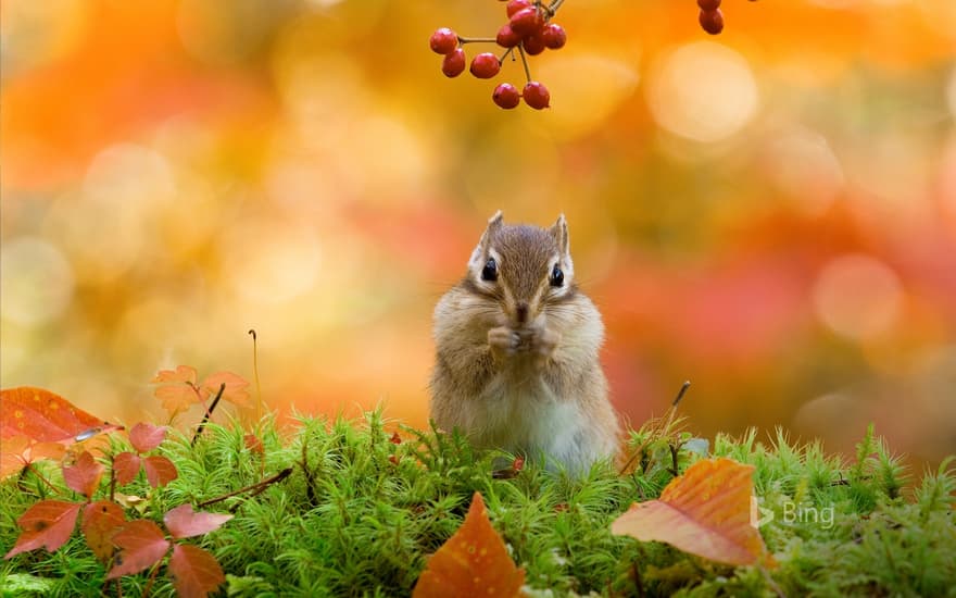 A Siberian chipmunk, Hokkaido, Japan