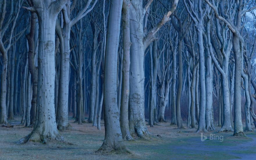 Coastal beech forest, Nienhagen, Germany