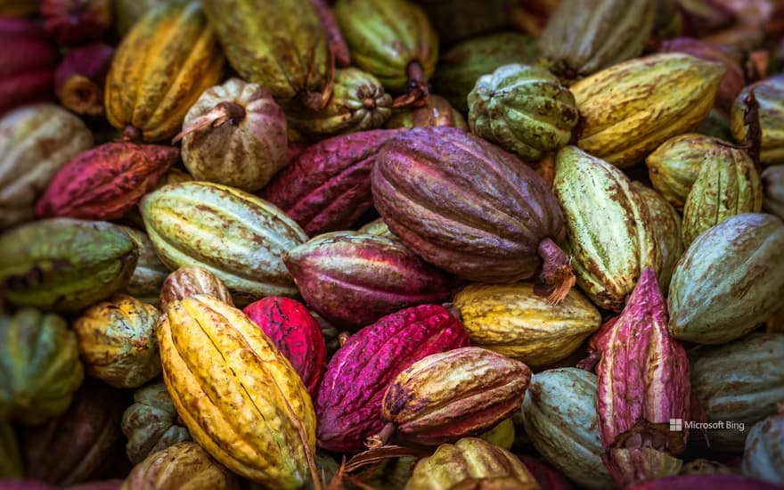 Cocoa pods from Ambanja, Madagascar