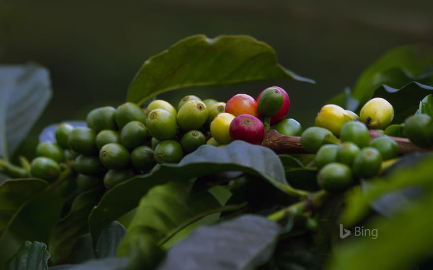 Coffee cherries in Quindío, Colombia