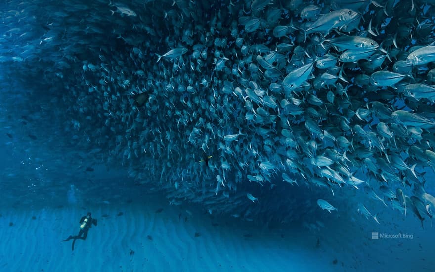 Jack fish at Cabo Pulmo National Park, Sea of Cortez, Baja California, Mexico