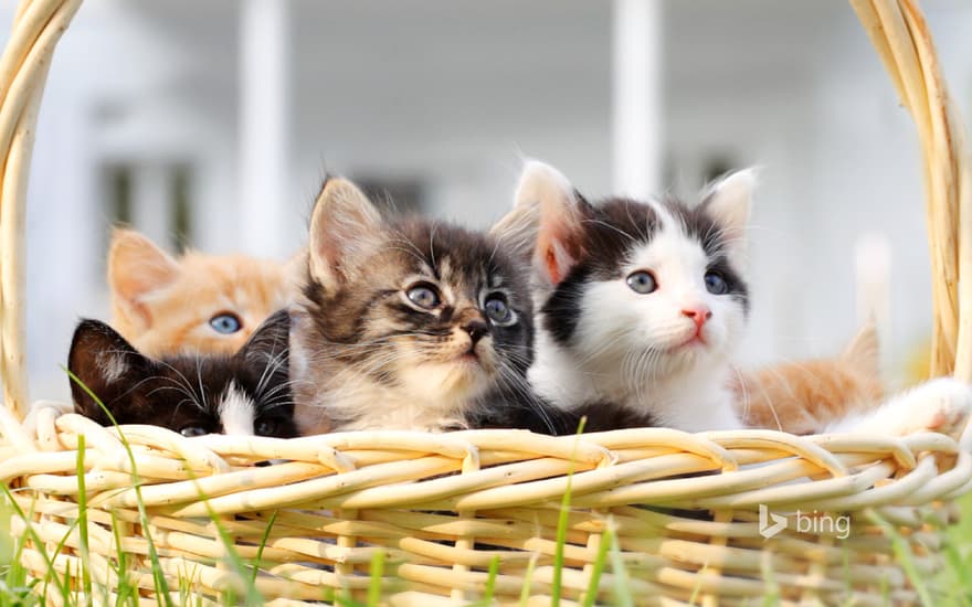 Kittens in a basket