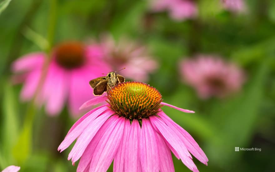 Skipper butterfly on an Echinacea flower, Rockefeller State Park, New York, United States