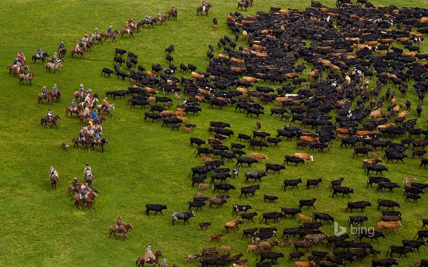 Cattle during an annual overnight round-up, Andes Mountains, Ecuador