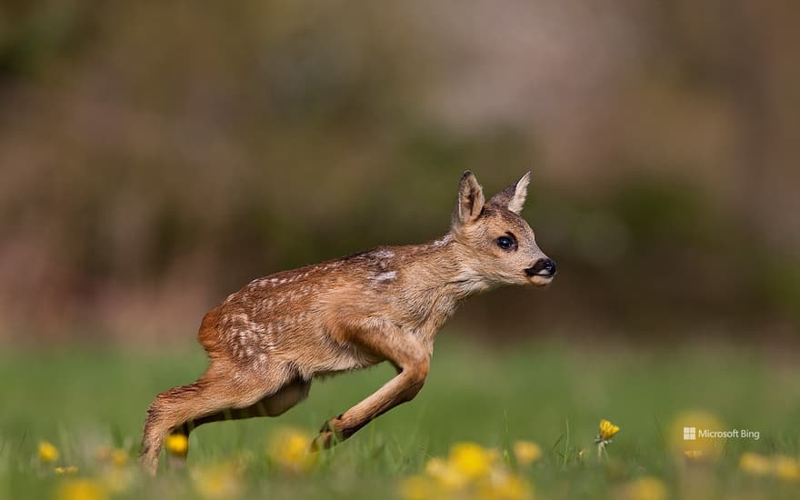 Roe deer fawn running on grass in Normandy, France