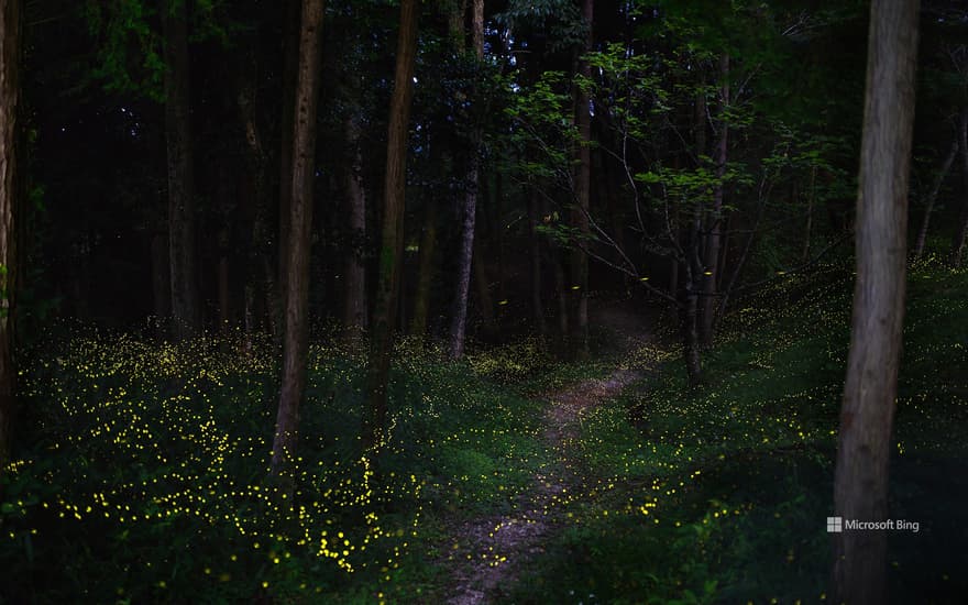 Firefly Forest, Okayama Prefecture