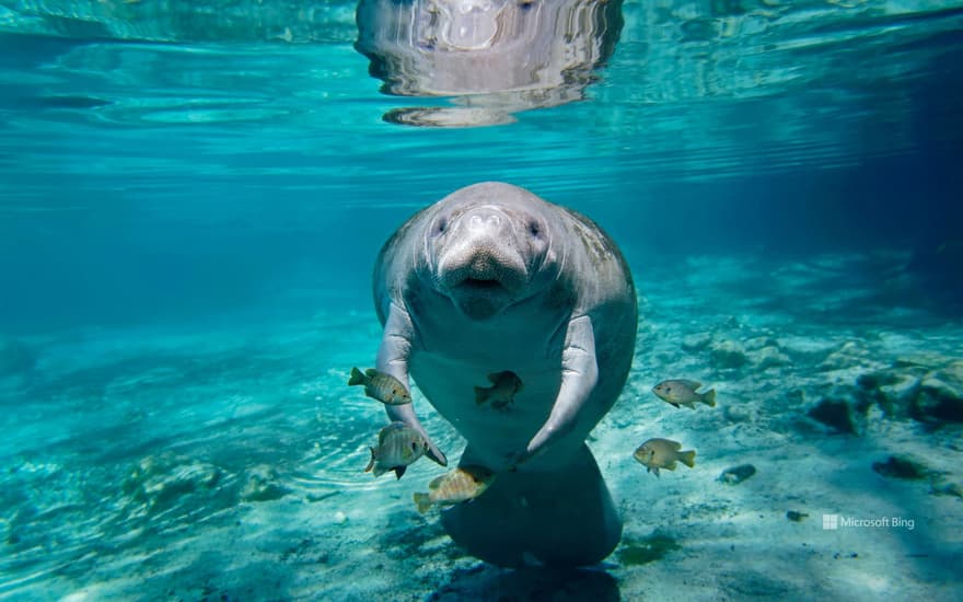 Manatee in Florida, USA