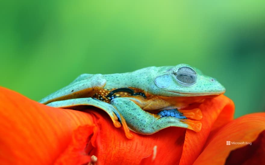 Javan tree frog