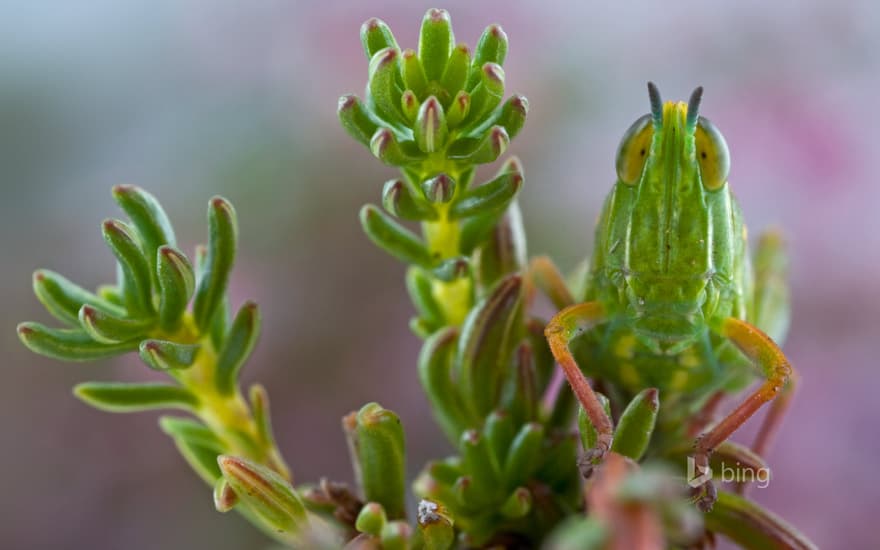 A grasshopper on Jonaskop, a mountain in South Africa