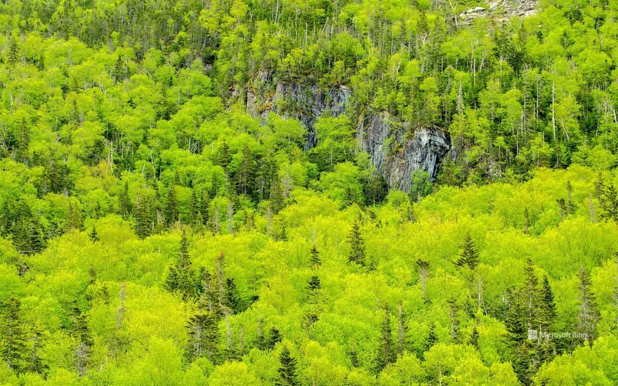 Spring forest, Gros Morne National Park, Newfoundland and Labrador