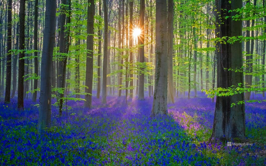 Bluebell flowers carpet the Hallerbos forest floor, Flanders, Belgium