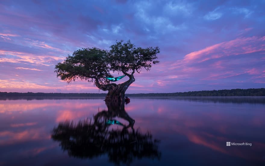 Hammock camping in a bald cypress tree, Florida