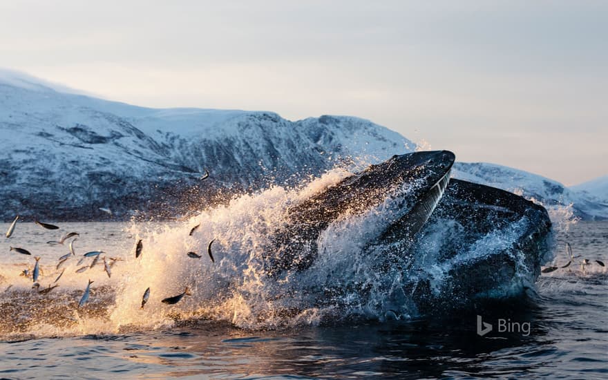 Humpback whale feeding on herring off the coast of Kvaløya, Troms og Finnmark, Northern Norway