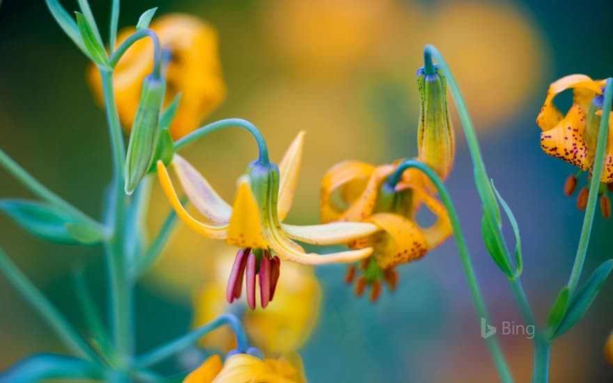 Columbian lilies on Hurricane Ridge, Olympic National Park, Washington