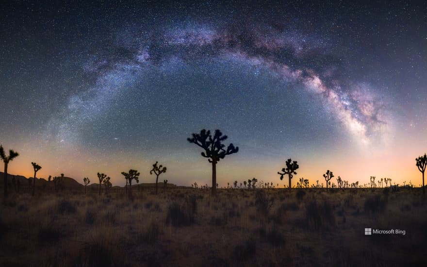 Joshua trees under the Milky Way, California, United States