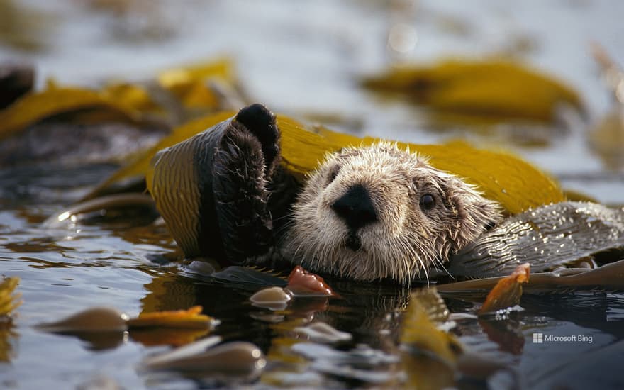Sea otter floating in a kelp bed in Alaska Maritime National Wildlife Refuge, United States