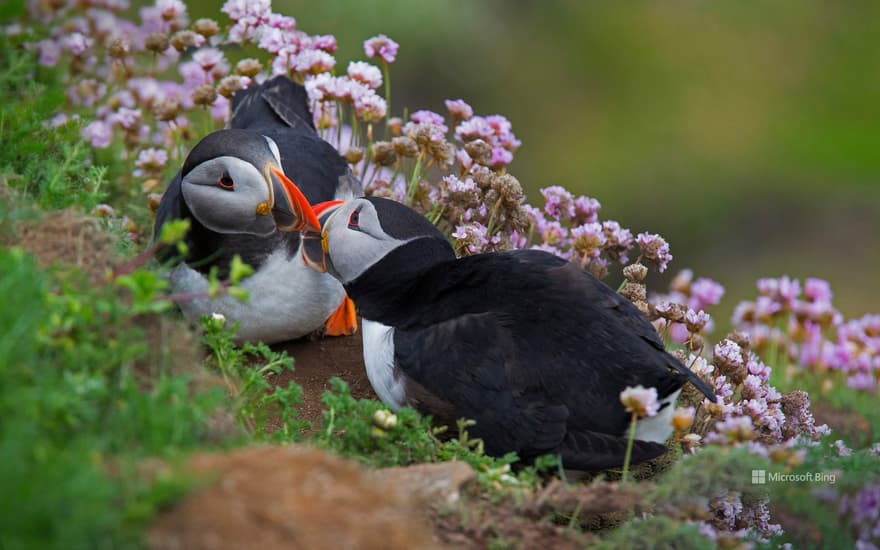 Atlantic puffin, Shetland Islands, Scotland