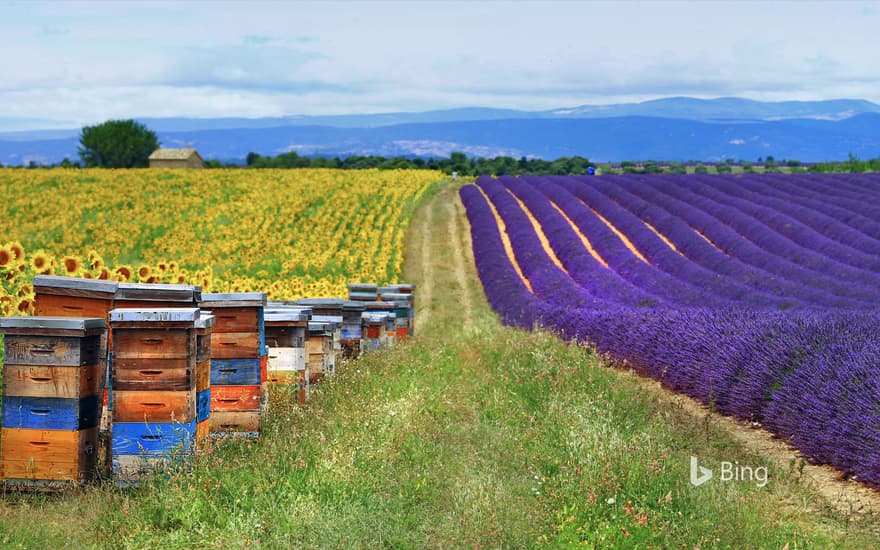 Fields of lavender and sunflowers with beehives in Provence, France