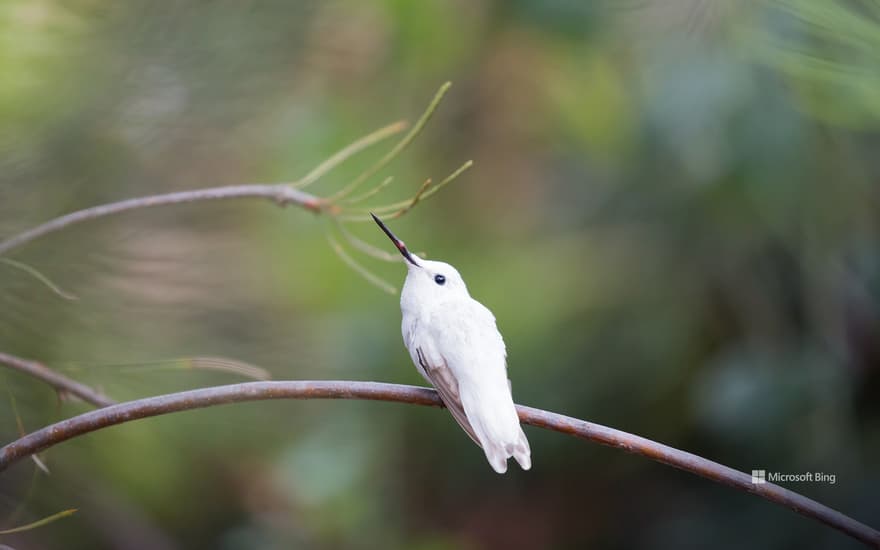 Leucistic Anna's Hummingbird in the Australia Garden, UCSC Arboretum, Santa Cruz, California, USA