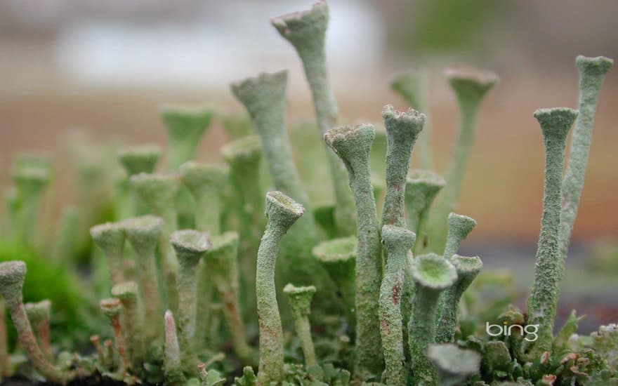 Pixie-cup lichen growing on a post