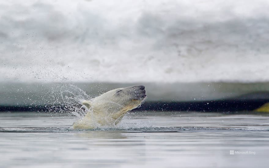 Polar bear in waters off Svalbard, Norway