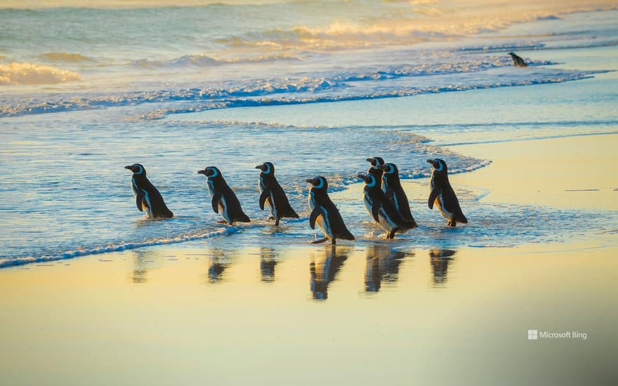 Magellanic penguins, Volunteer Point, Falkland Islands