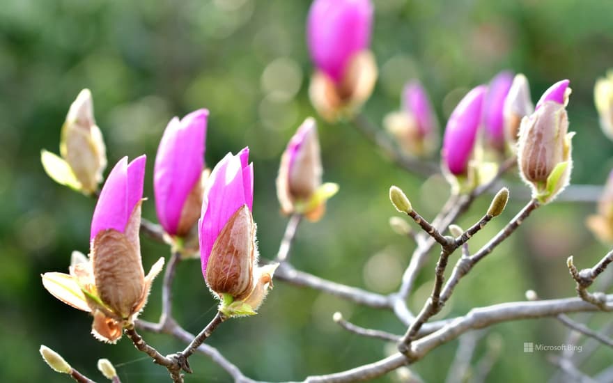 "Magnolia" Kanagawa Prefecture, Kamakura City