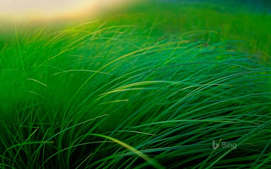 Grass of lakeside sedge meadow, Moose Lake, Minnesota