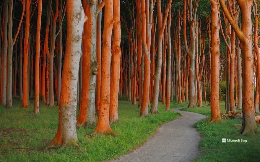 A beech forest in Nienhagen, Mecklenburg-Vorpommern, Germany