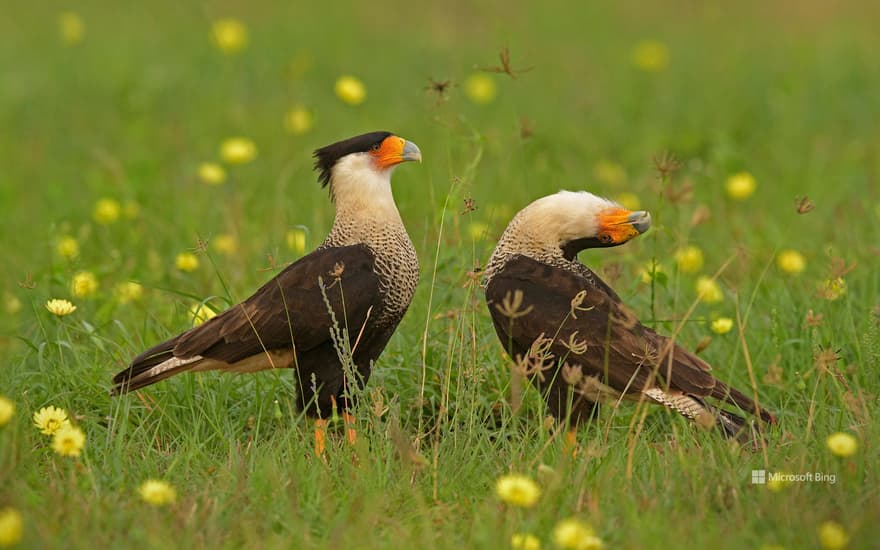 Crested caracaras, Texas, USA