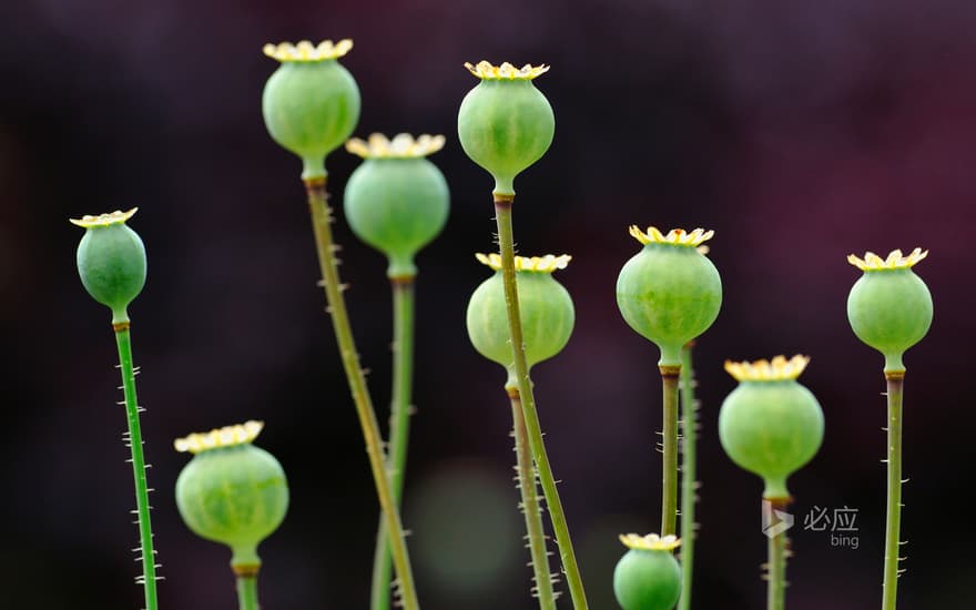 Poppy fruit