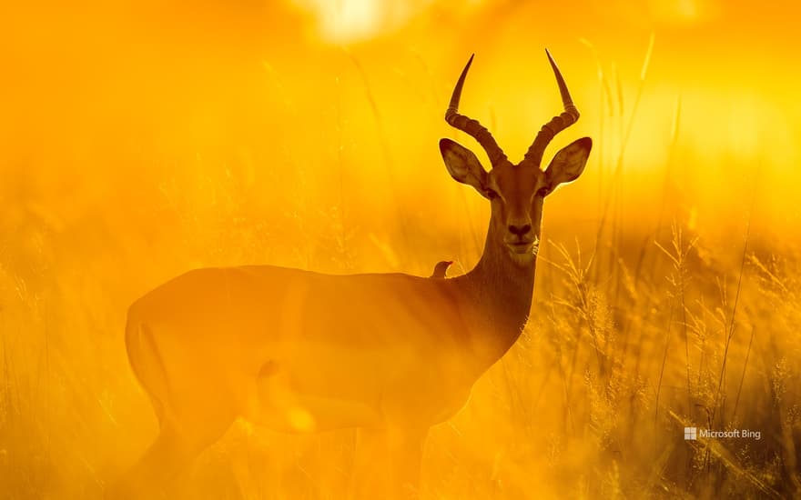 Impala in Moremi Game Reserve, Botswana