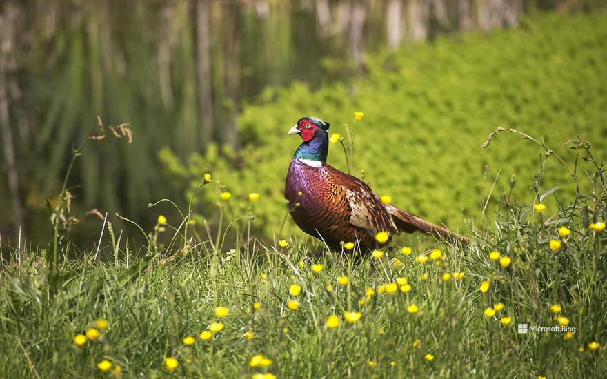Male ring-necked pheasant among yellow flowers, Normandy