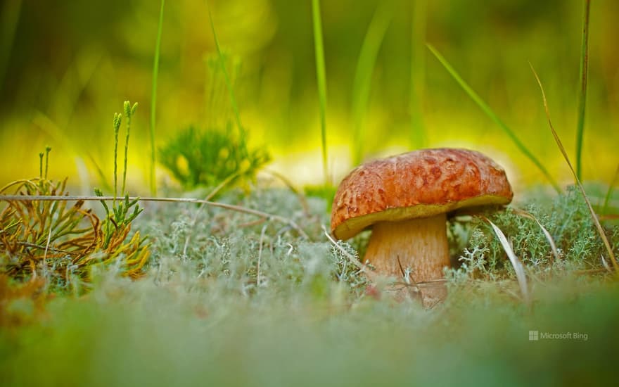 Porcini mushroom