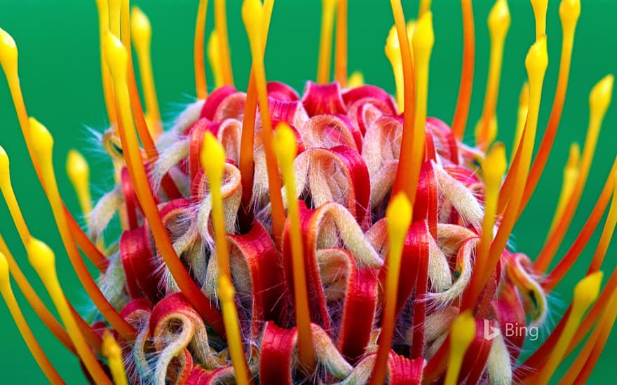 A red pincushion bloom at Kirstenbosch National Botanical Garden, Cape Town, South Africa