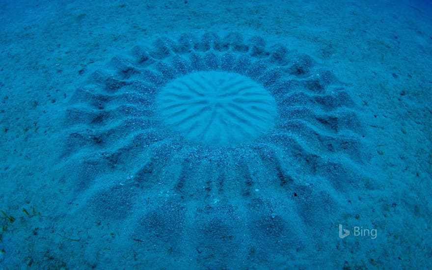 Sand patterns made by pufferfish near Amami Oshima, Kagoshima, Japan