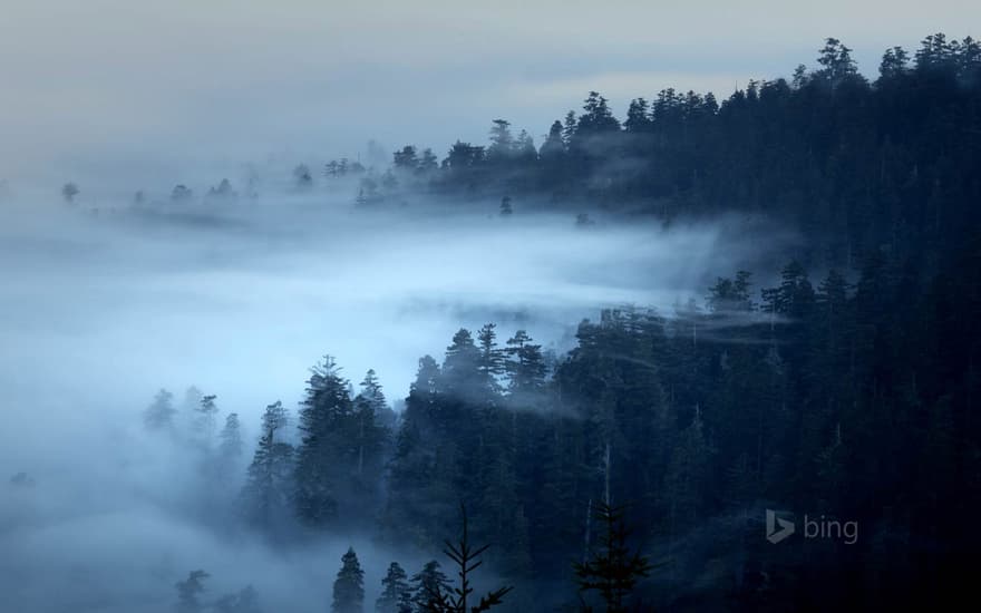 The Redwood National and State Parks of California